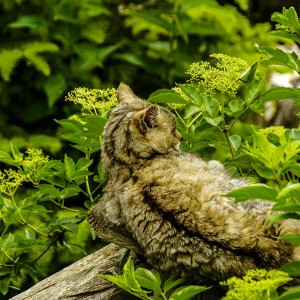 wildkatze im wald